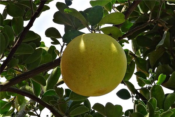 O que significa sonhar com a árvore de toranja