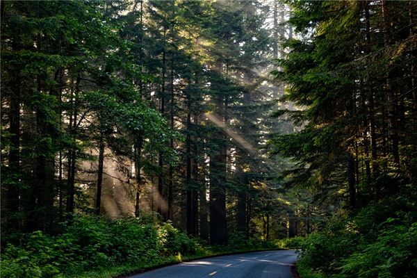 O que significa sonhar com sequoia?
