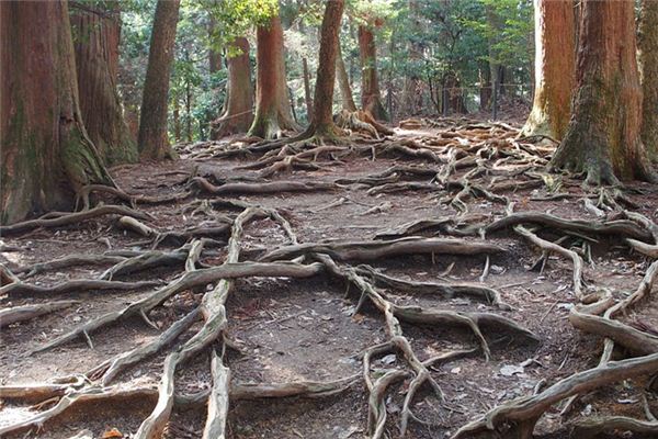 O que significa sonhar com raízes de árvores?
