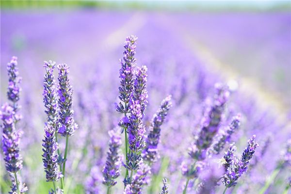 O que você quer dizer com sonhar com lavanda