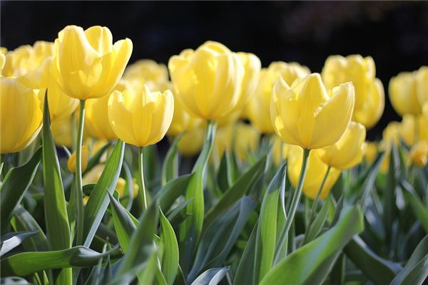 O que significa sonhar em florescer?