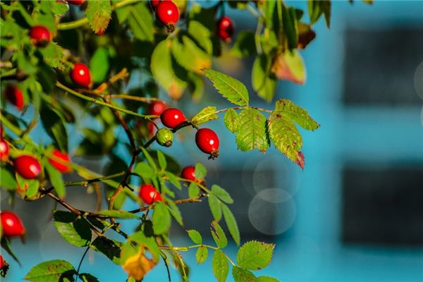 O que significa sonhar com frutas de espinhos