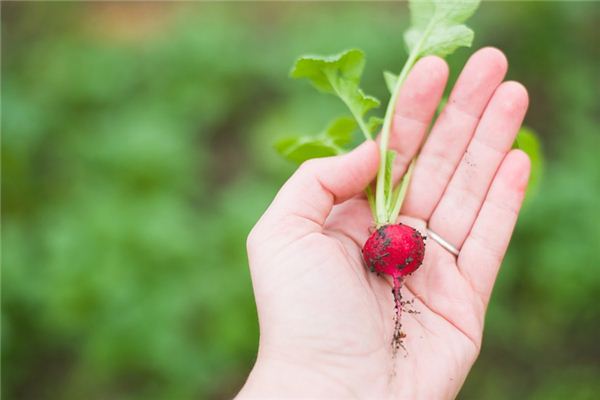 O que significa sonhar com rabanete?