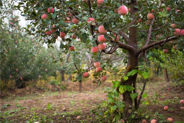 O que significa sonhar com frutas vermelhas significa