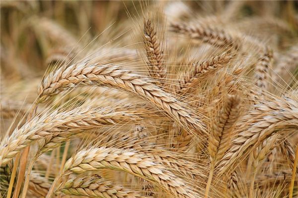 O que significa sonhar com Valley Bran?