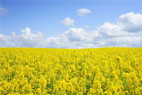 O que você quer dizer com sonhar com colza