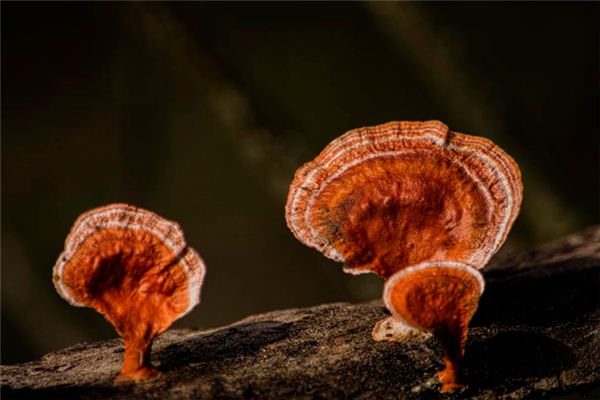 O que significa sonhar com Ganoderma?