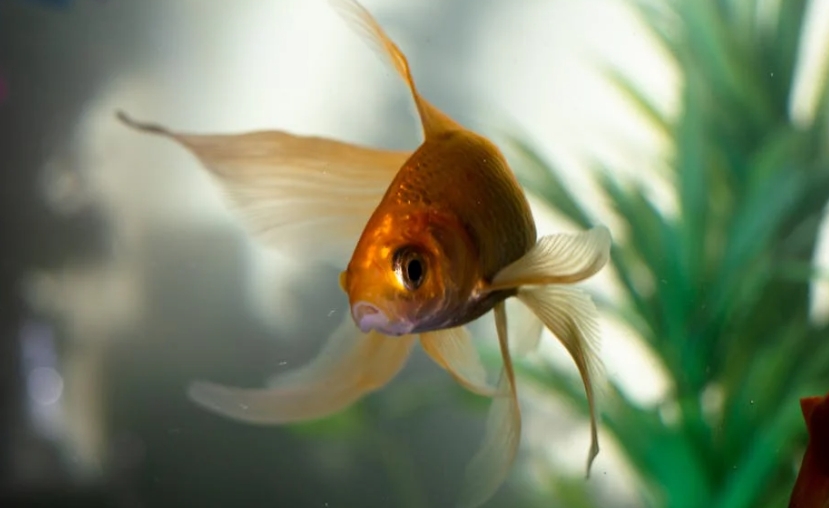 Sonhar com Peixe Dourado