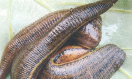 30 Significados Espirituais de Sonhar com sanguessugas