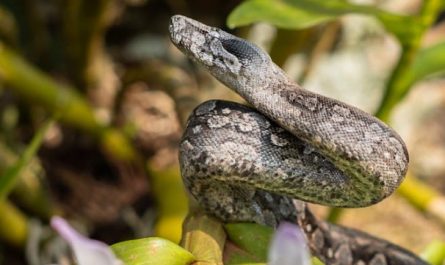 65 Significados Espirituais de Sonhar com uma píton