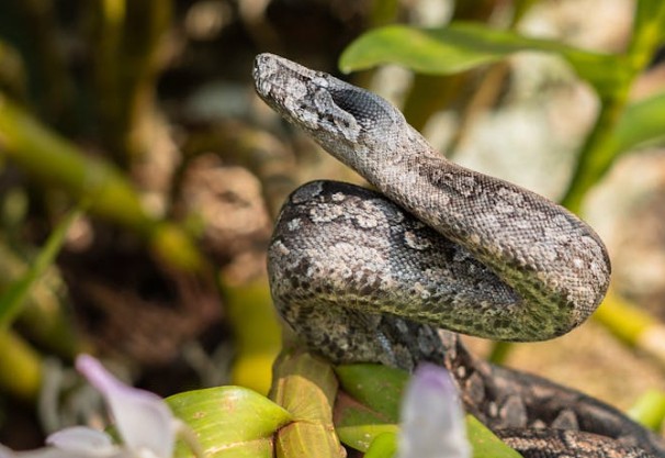 65 Significados Espirituais de Sonhar com uma píton