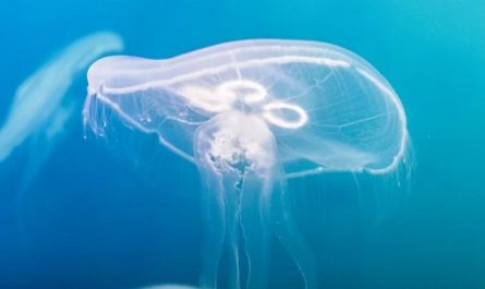 35 Significados Espirituais de Sonhar com águas-vivas