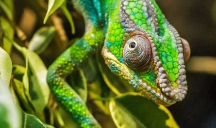 30 Significados Espirituais de Sonhar com um camaleão