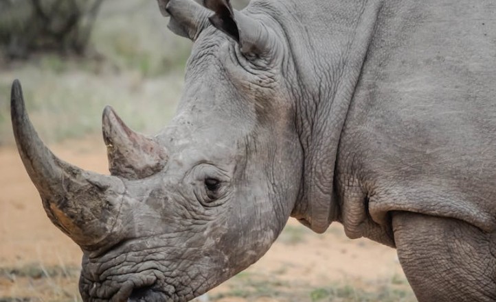 47 Significados Espirituais de Sonhar com um rinoceronte