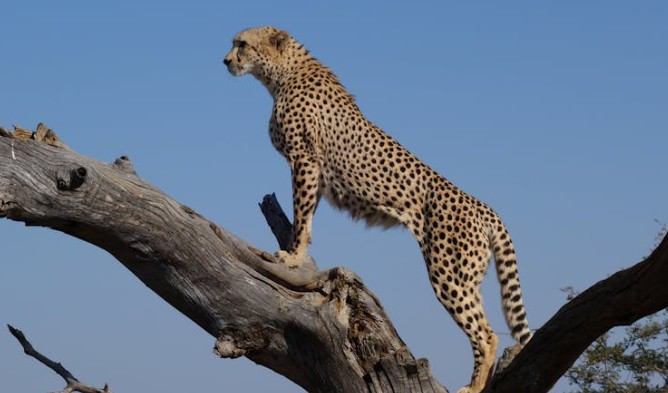 20 Significados Espirituais de Sonhar com uma chita