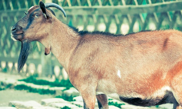 32 Significados Espirituais de Sonhar com cabras