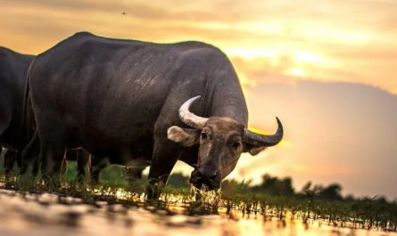 54 Significados Espirituais de Sonhar com um touro