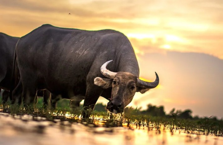 54 Significados Espirituais de Sonhar com um touro