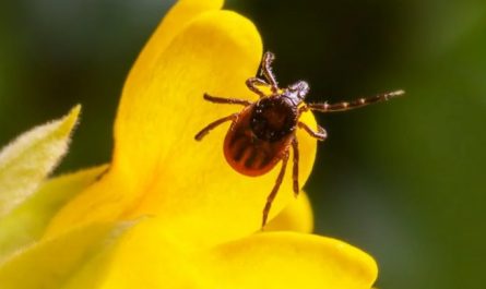 33 Significados Espirituais de Sonhar com carrapatos
