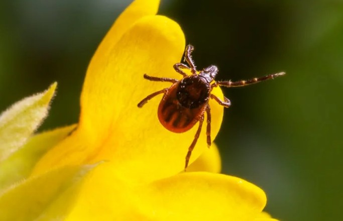 33 Significados Espirituais de Sonhar com carrapatos
