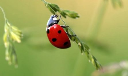 34 Significados Espirituais de Sonhar com joaninhas