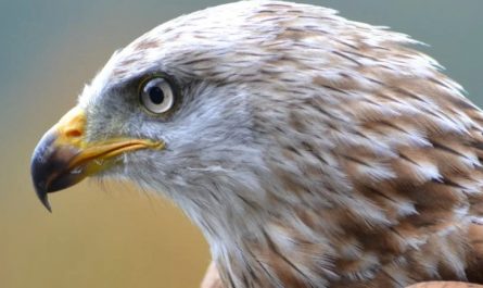 30 Significados Espirituais de Sonhar com um falcão