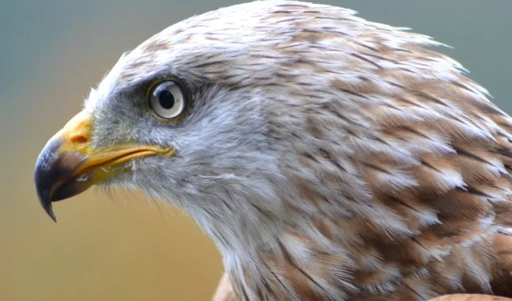 30 Significados Espirituais de Sonhar com um falcão