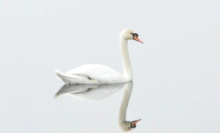 57 Significados Espirituais de Sonhar com cisnes