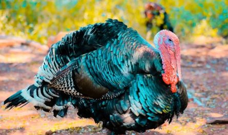 48 Significados Espirituais de Sonhar com um peru