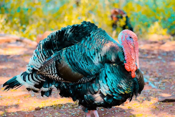 48 Significados Espirituais de Sonhar com um peru