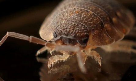 35 Significados Espirituais de Sonhar com parasitas