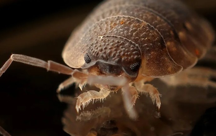 35 Significados Espirituais de Sonhar com parasitas