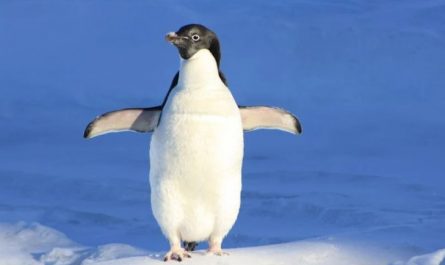 50 Significados Espirituais de Sonhar com pinguins