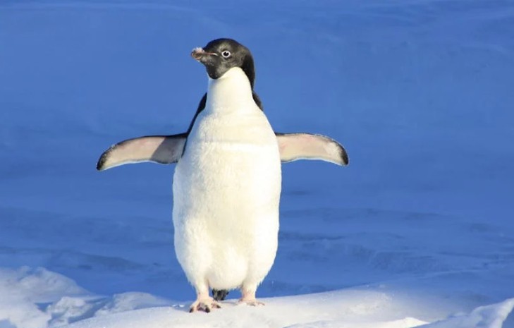 50 Significados Espirituais de Sonhar com pinguins