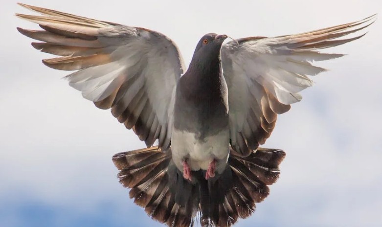 44 Significados Espirituais de Sonhar com pombos
