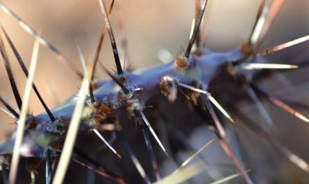 30 Significados Espirituais de Sonhar com espinhos