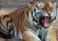 23 Significados Simbólicos de Sonhar com um Tigre Branco