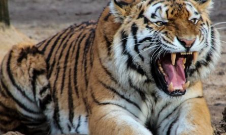 23 Significados Simbólicos de Sonhar com um Tigre Branco