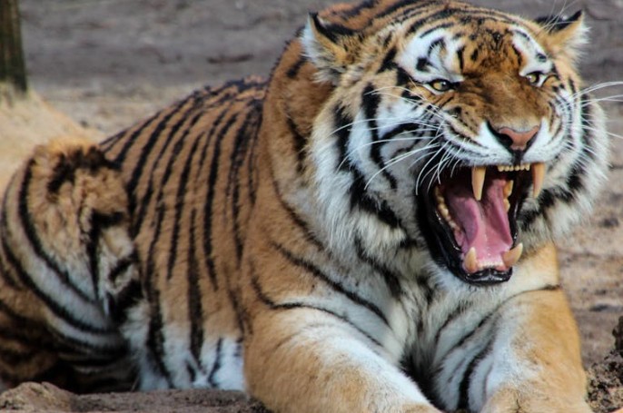 23 Significados Simbólicos de Sonhar com um Tigre Branco