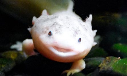 55 significados simbólicos de sonhar com salamandras