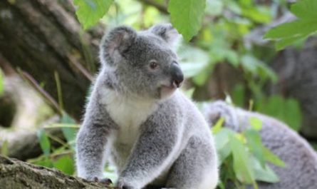 36 significados simbólicos de sonhar com coalas