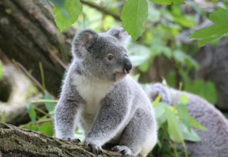 36 significados simbólicos de sonhar com coalas