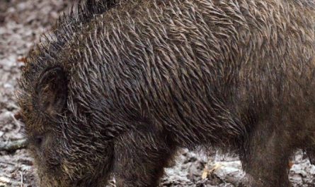 35 significados simbólicos de sonhar com javalis