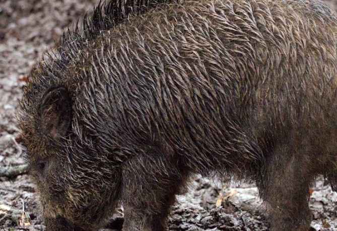 35 significados simbólicos de sonhar com javalis