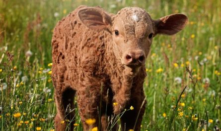 39 significados simbólicos de sonhar com bezerros