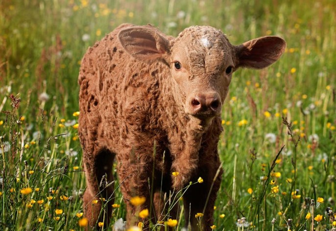 39 significados simbólicos de sonhar com bezerros
