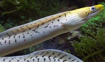 45 significados simbólicos de sonhar com enguias