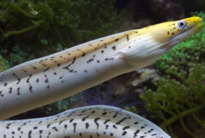 45 significados simbólicos de sonhar com enguias