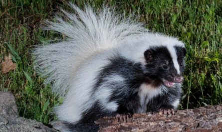 37 significados simbólicos de sonhar com um gambá