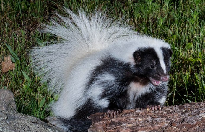 37 significados simbólicos de sonhar com um gambá